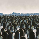 Emperor penguins near the Halley VI Research Station in Antarctica.